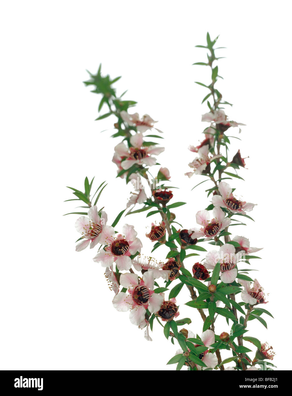 Melaleuca Alternifolia, Teebaum Stockfoto