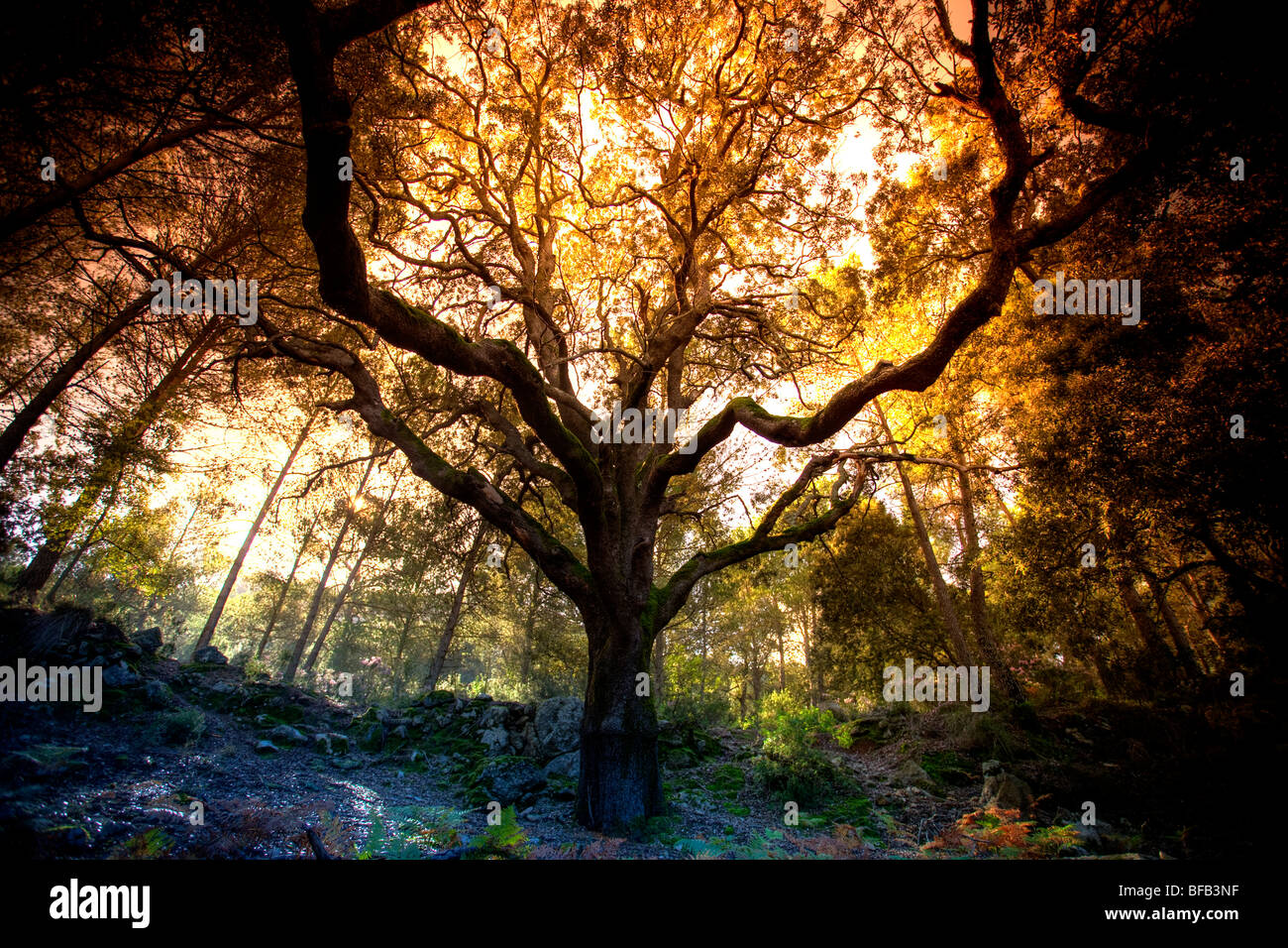 Sich abzeichnende Baum in einem Waldgebiet in der Nähe von Lluc Kloster, Mallorca Stockfoto