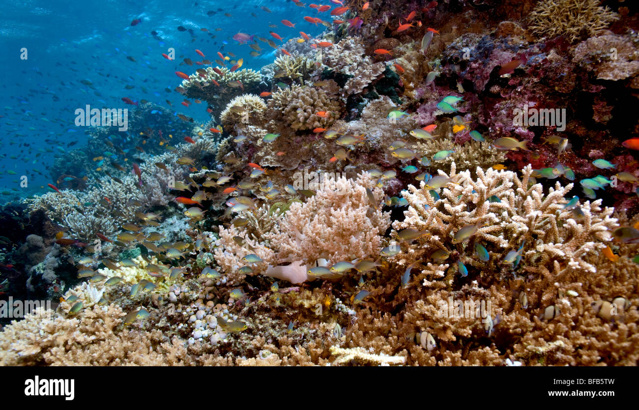 Schulzeit Anthias Fische schweben über Korallenriff Unterwasser Menjangan island Stockfoto