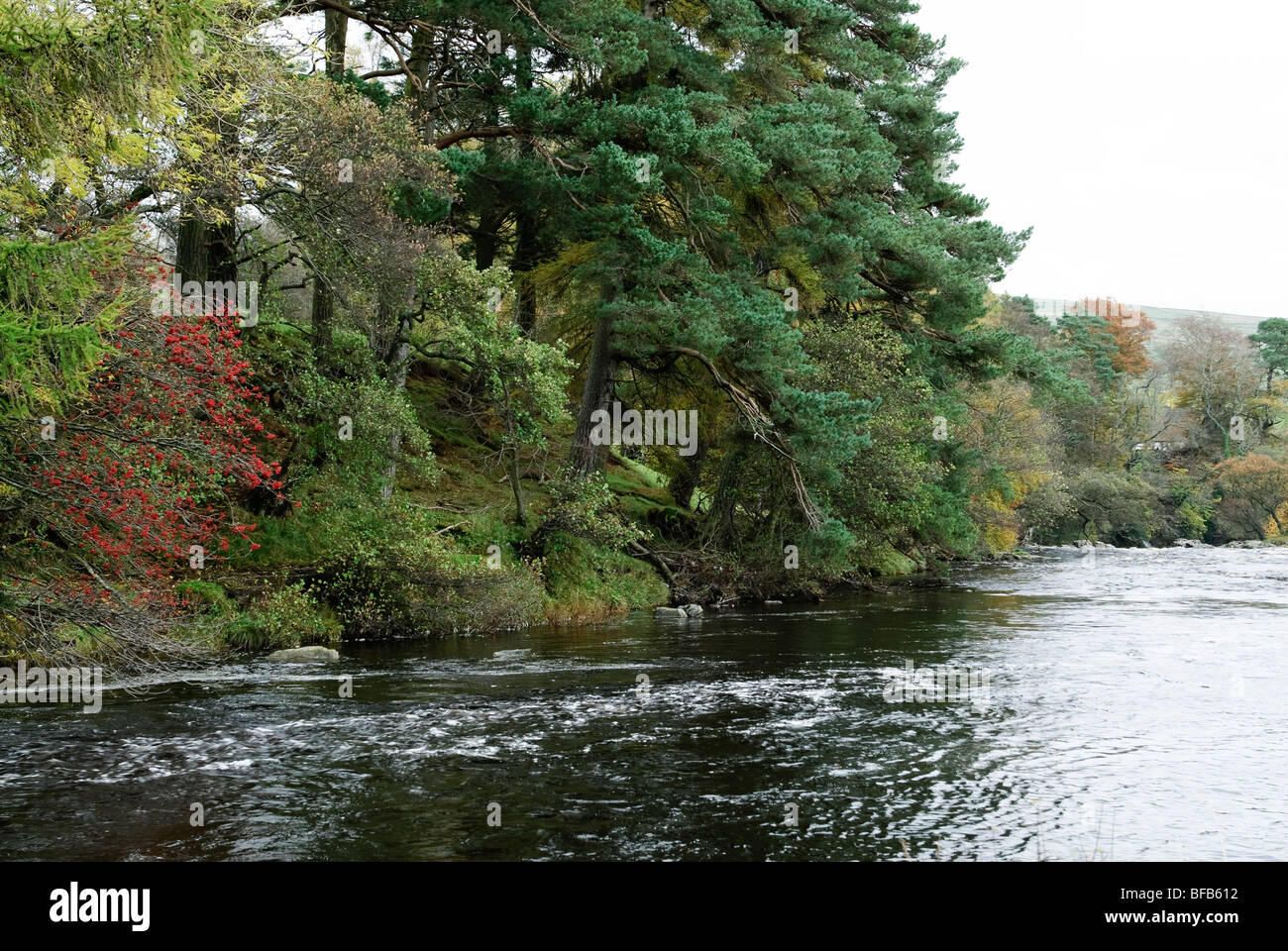 Oberes Teesdale in Herbstfarben Stockfoto