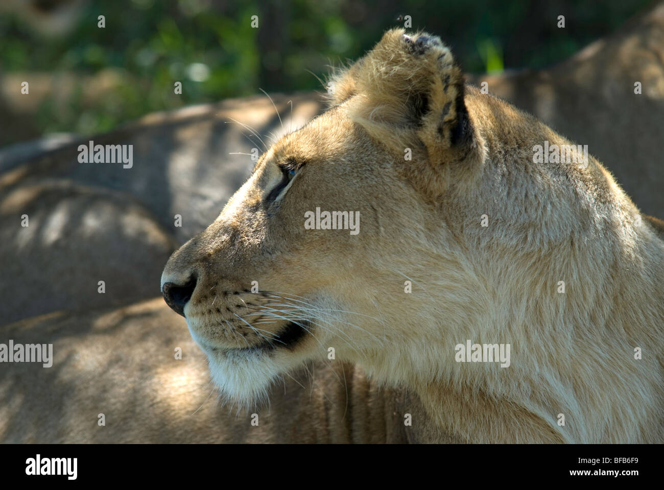 Löwin wegschauen Stockfoto