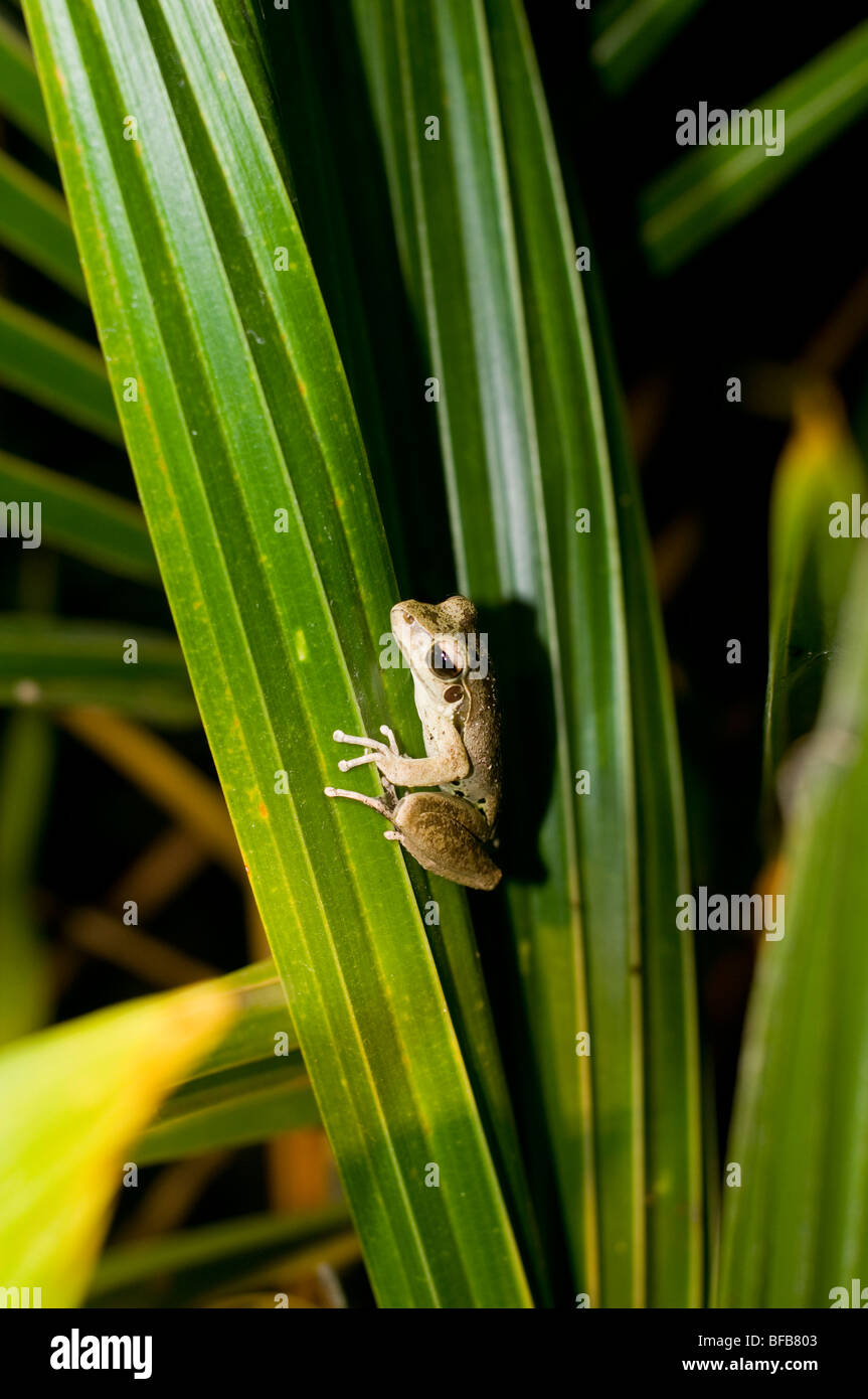 Australien Queensland Port Douglas Palmblätter Fan Frosch Frösche Amphibien Amphibien Urlaub Urlaub Reisen Reiseziel Nacht Stockfoto