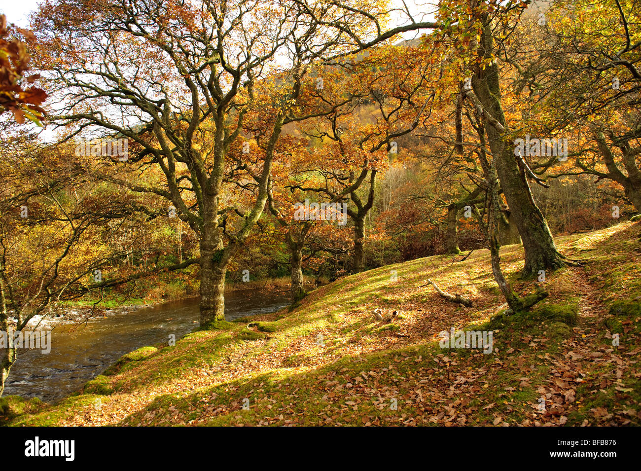 Alten Eichenwälder im Wye River Valley, Herbstnachmittag, Wales UK Stockfoto