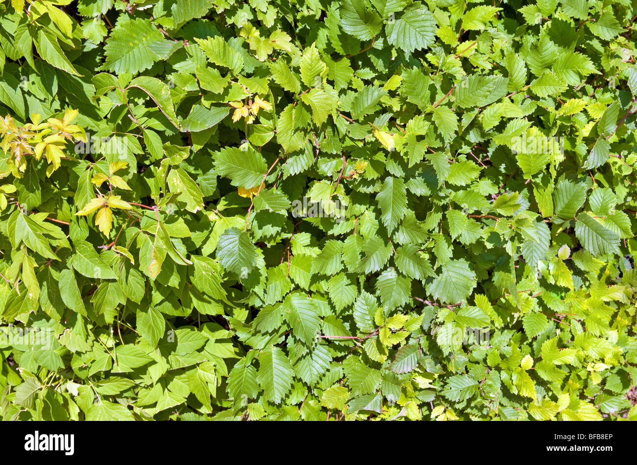 grünen Busch Textur oder Muster kann als Hintergrund verwendet werden Stockfoto