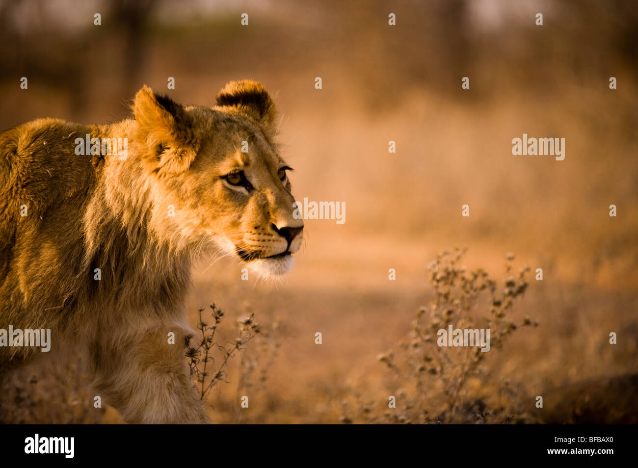 Porträt von Lion Stalking Stockfoto