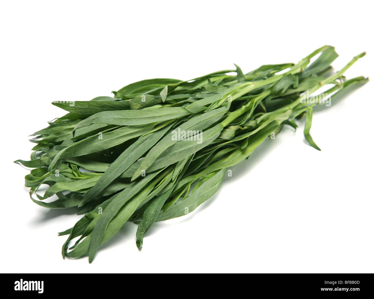 Estragon grüne Kraut Gewürz Haufen auf weiß Stockfoto