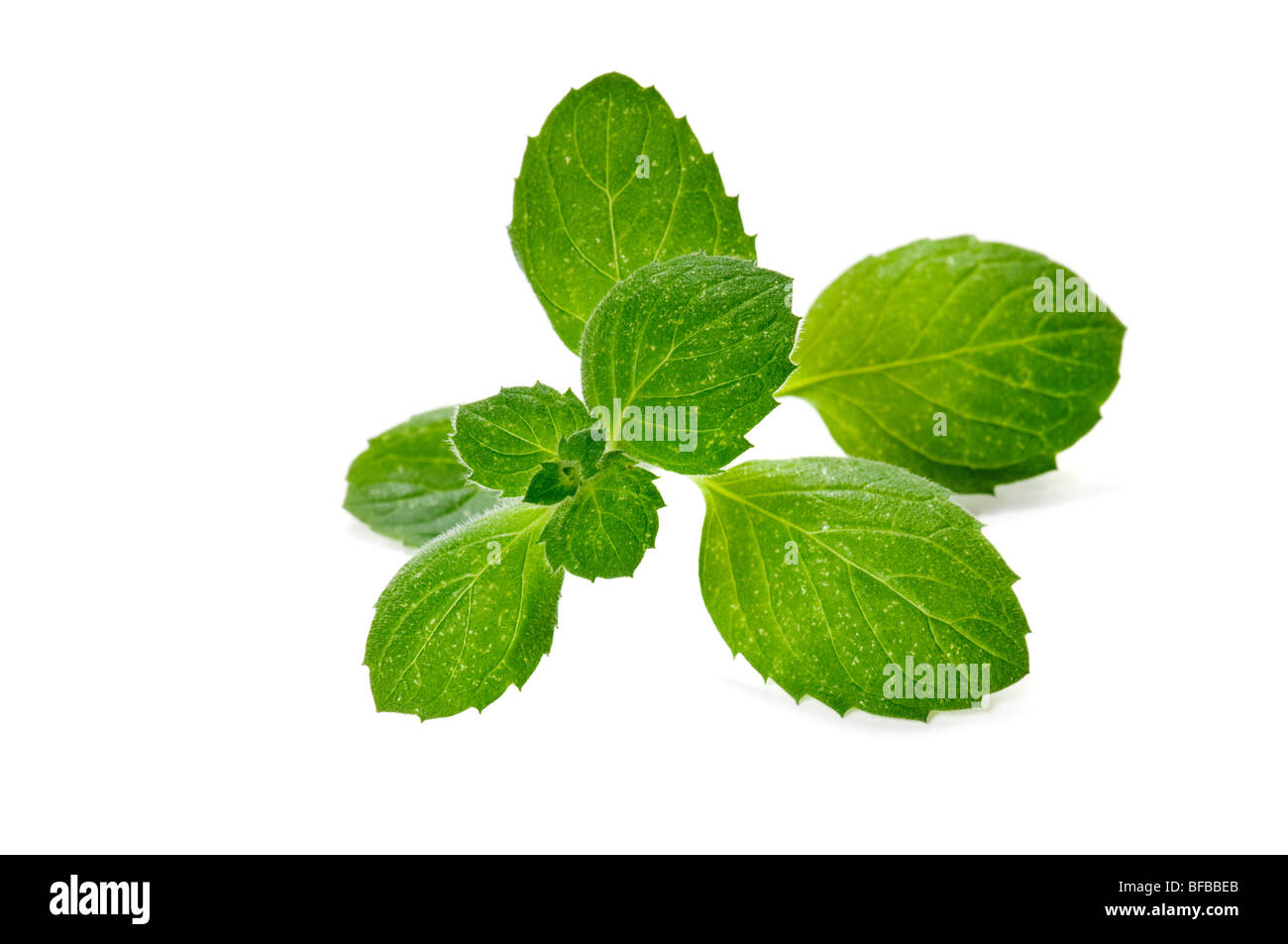 frische grüne Minze Pflanze isoliert auf weißem Hintergrund Stockfoto