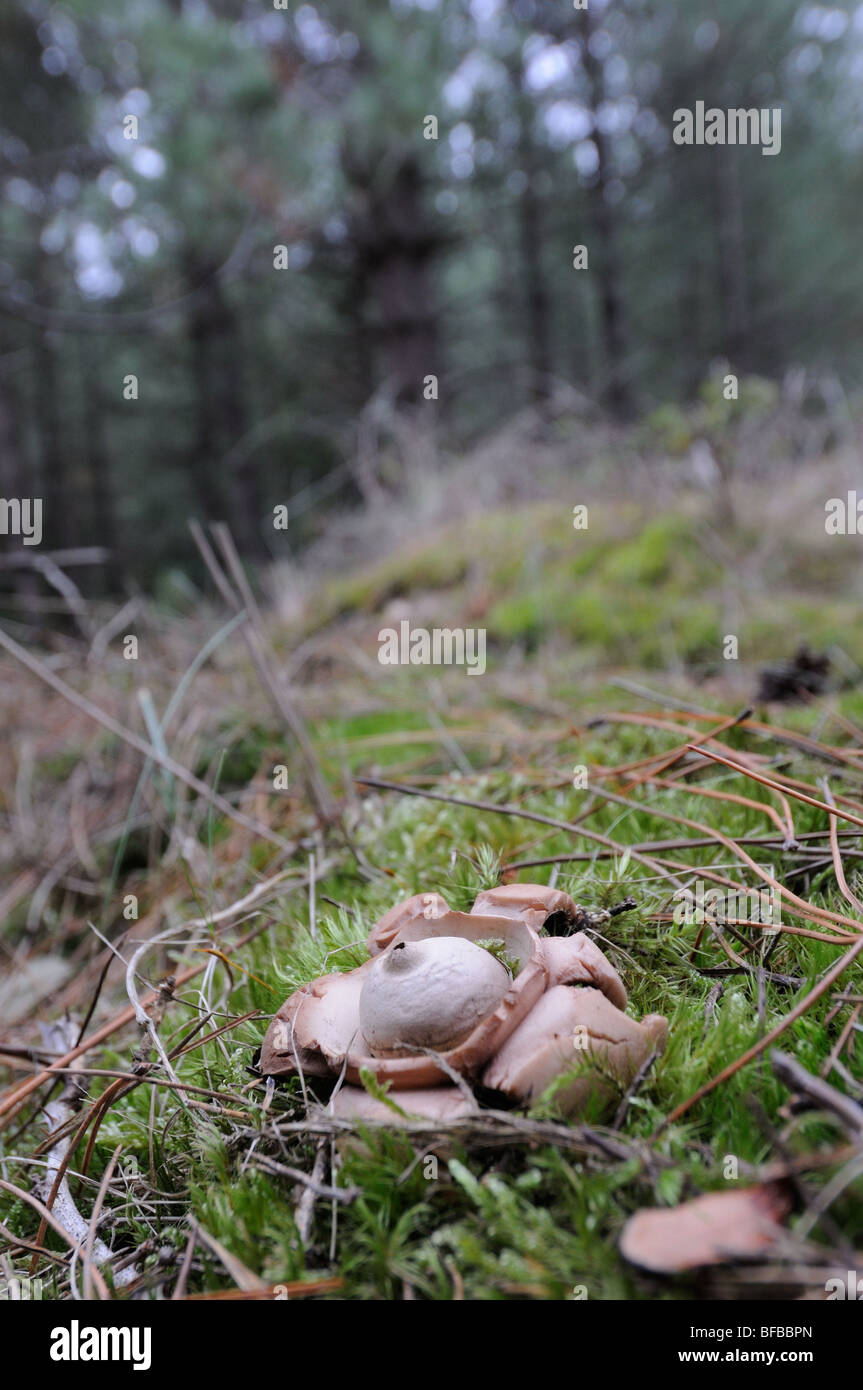 Gemeinsame Erde Stern, Geastrum Triplex, Fruchtkörper in Küsten-Kiefer Wald, Norfolk UK, Oktober Stockfoto