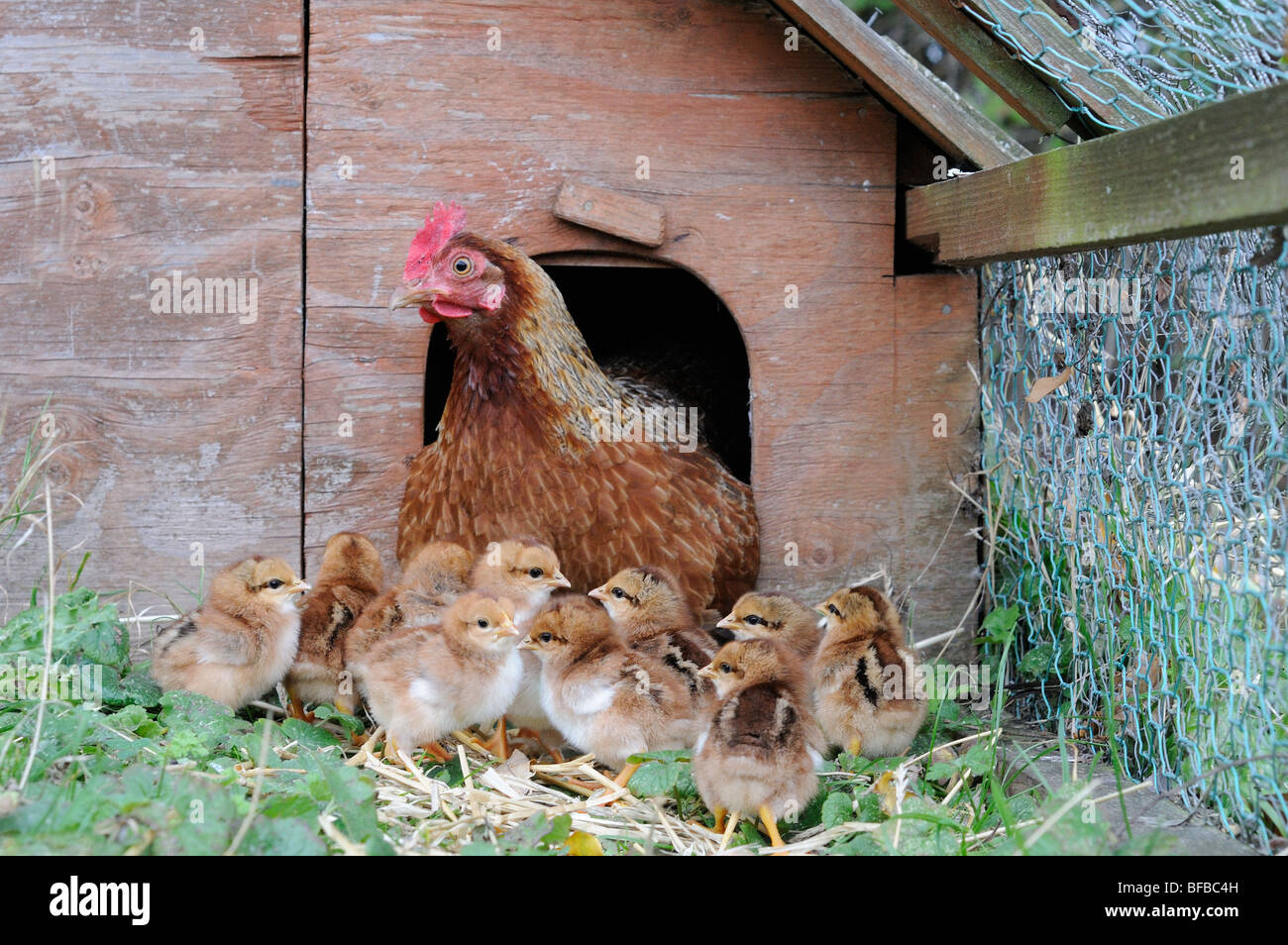 Inländische Hühner, Welsummer bantam Henne mit Eintagsküken, Norfolk, Großbritannien September Stockfoto