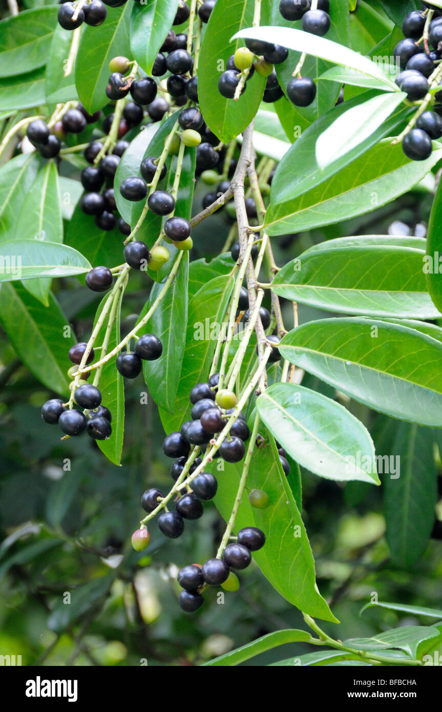 Giftige Beeren Laurel Uk September Stockfoto Bild 26681574