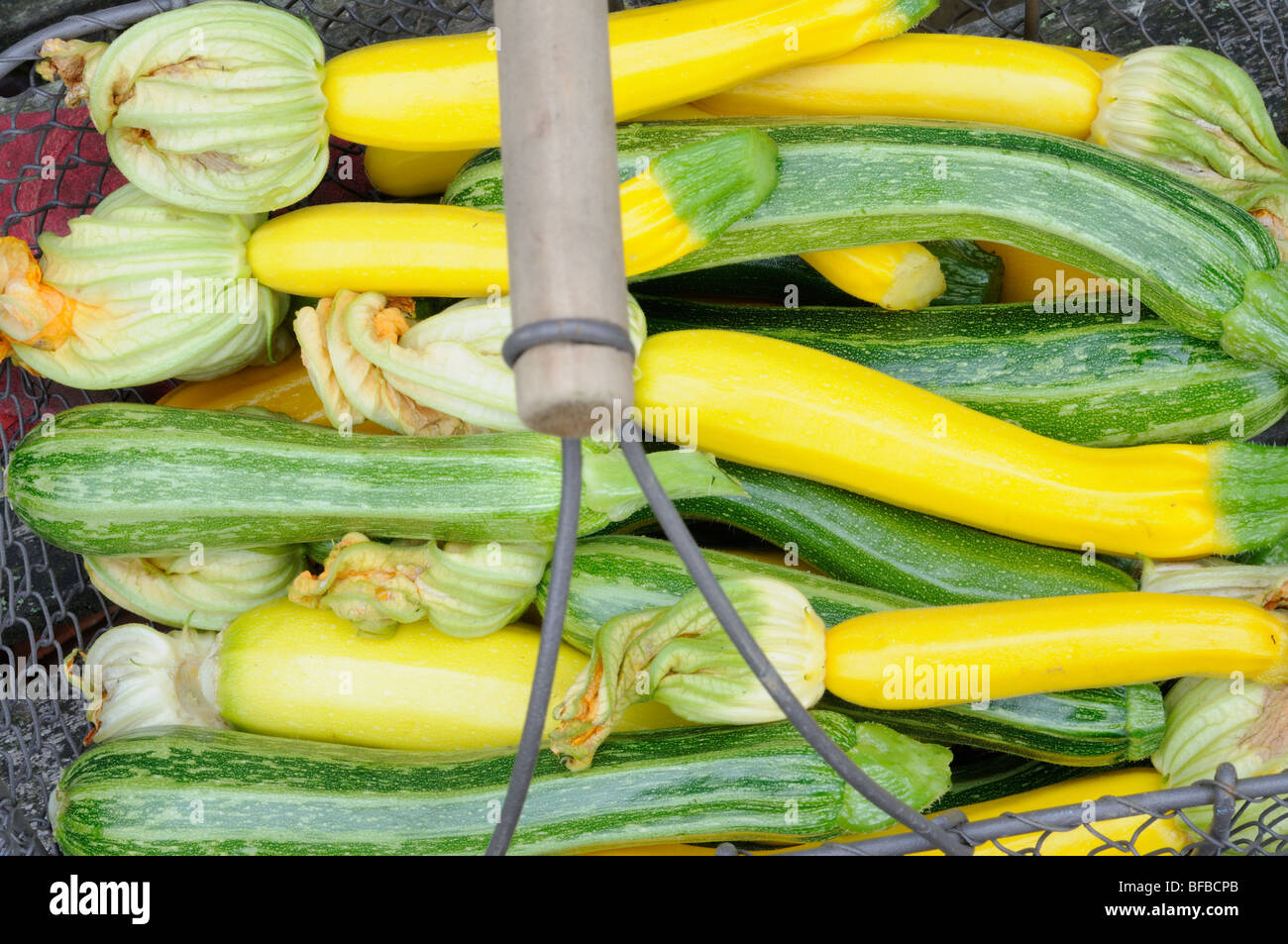 Home Gemüse angebaut, frisch geernteten Zucchini in Draht Trug, Norfolk, Großbritannien, Juli Stockfoto