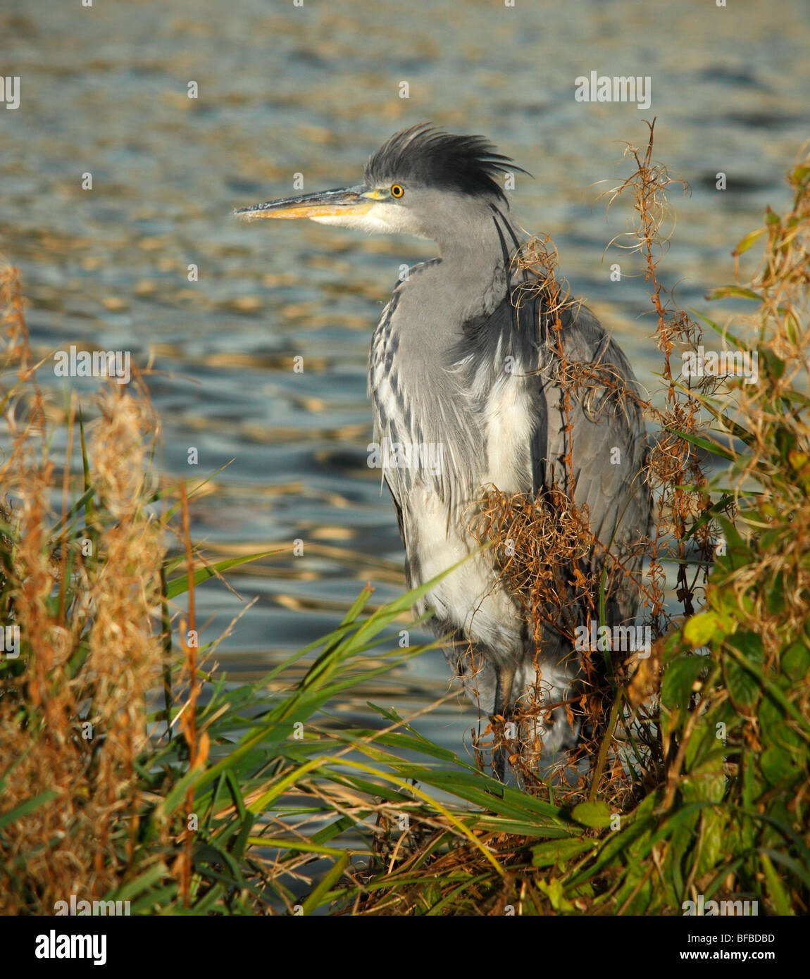Grey Heron Ardea Cinerea. Stockfoto