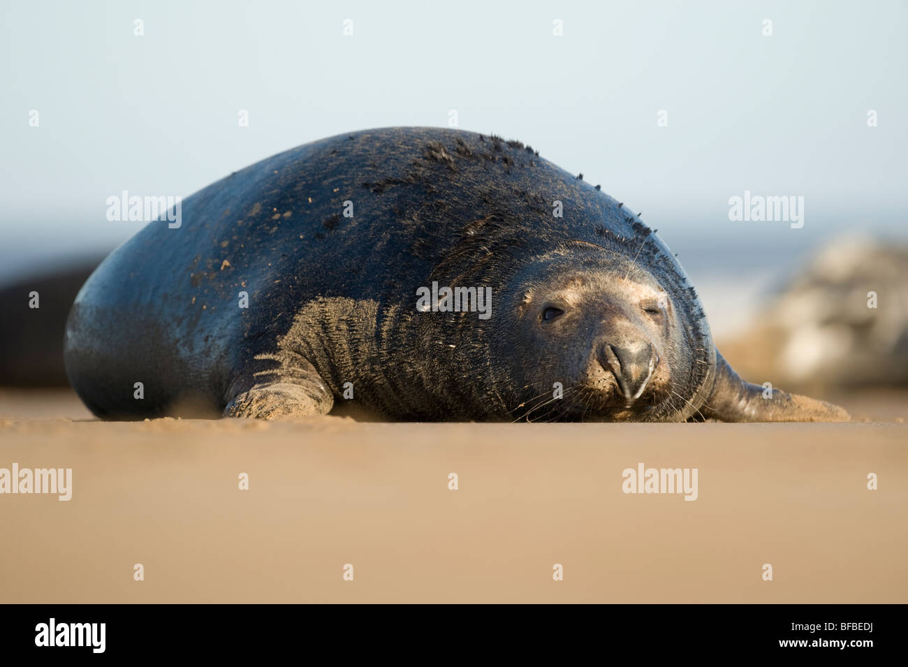 Graue Dichtung Kuh bei Donna Nook Stockfoto