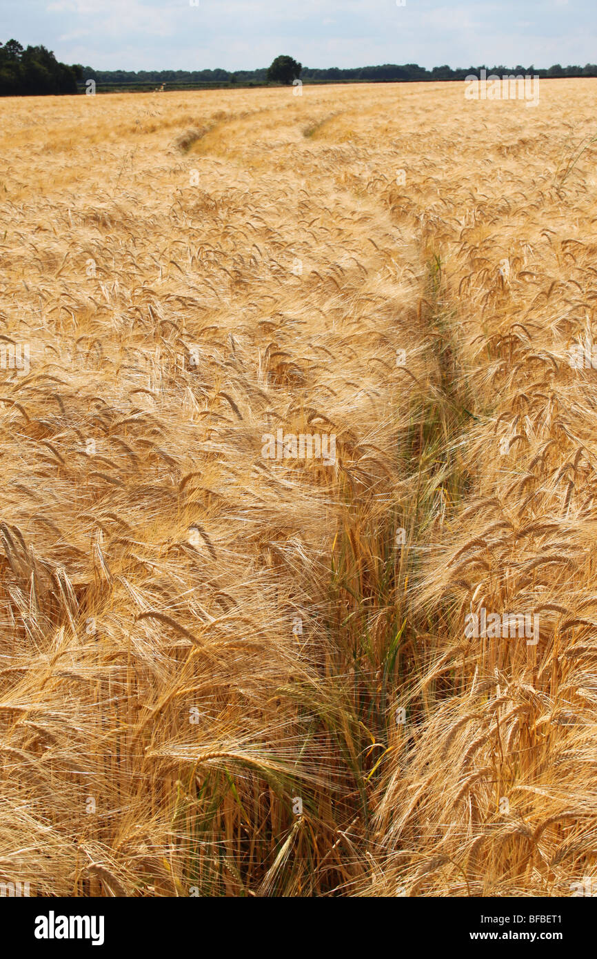 Ein gewundener Pfad durch Weizenfelder, Berkshire, UK Stockfoto