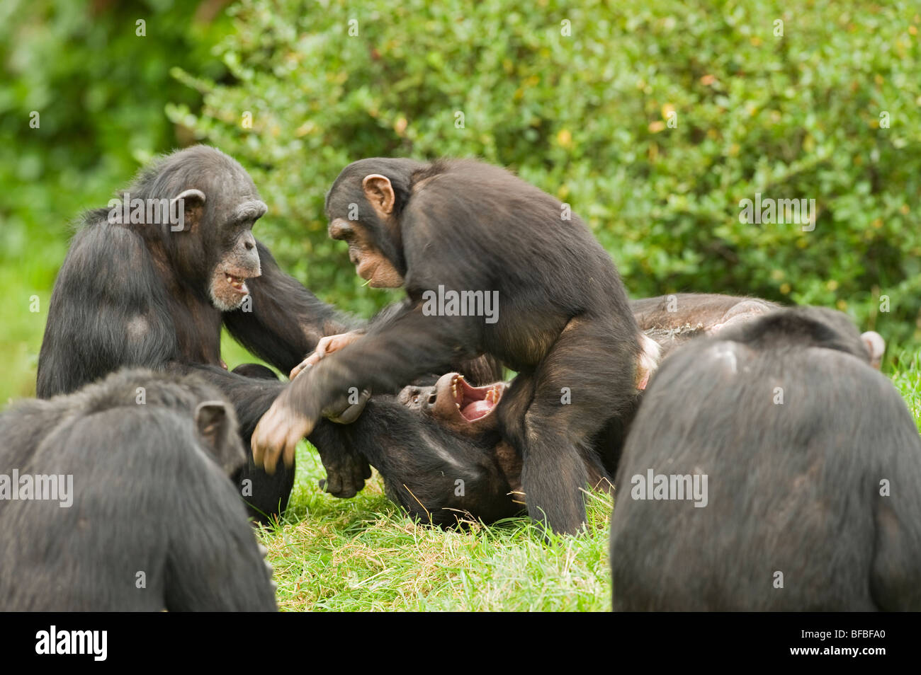 Schimpanse (Pan Troglodytes) West- und Zentralafrika. In Gefangenschaft Stockfoto