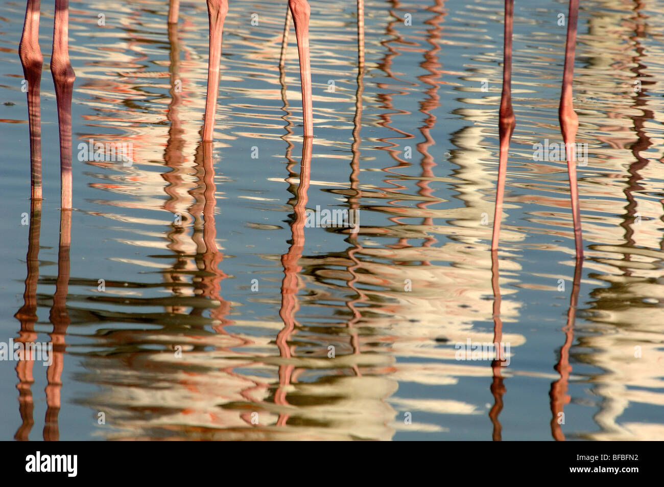 Abstrakte Reflexionen der großen Flamingos (Phoenicopterus ruber) und Beine, Herde oder Gruppe im Flachwasser Camargue Delta Frankreich Stockfoto