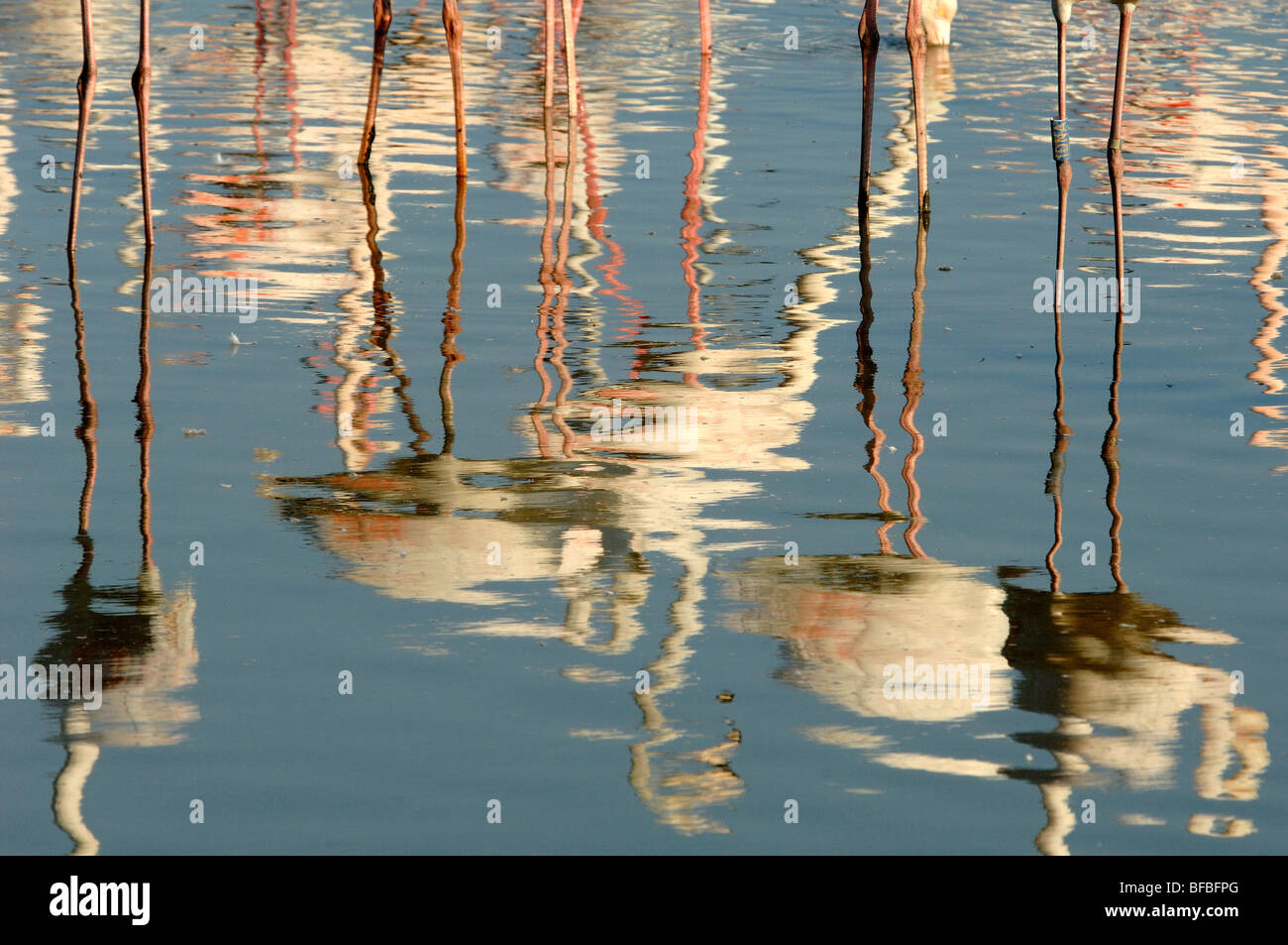 Abstrakte Reflexionen der großen Flamingos (Phoenicopterus ruber) im Flachwasser in der Camargue Provence Frankreich Stockfoto