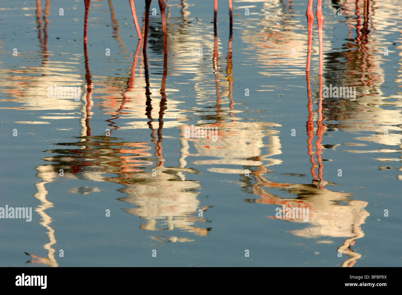 Reflexionen von Rosaflamingos (Phoenicopterus Ruber) im Flachwasser in das Delta der Camargue-Provence-Frankreich Stockfoto