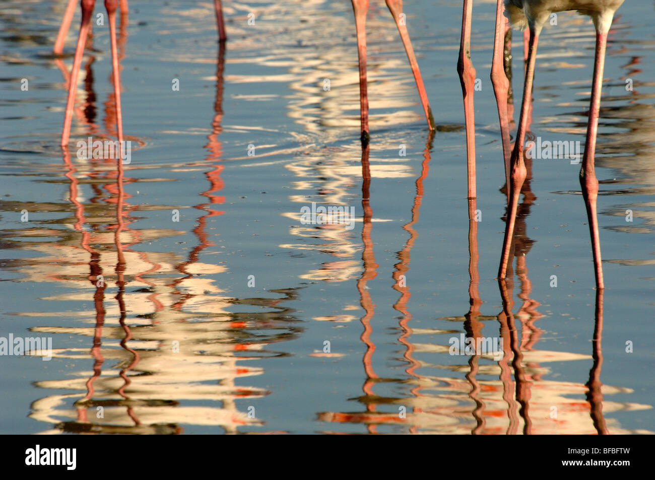 Reflexionen von Rosaflamingos (Phoenicopterus Ruber) im Flachwasser in das Delta der Camargue-Provence-Frankreich Stockfoto