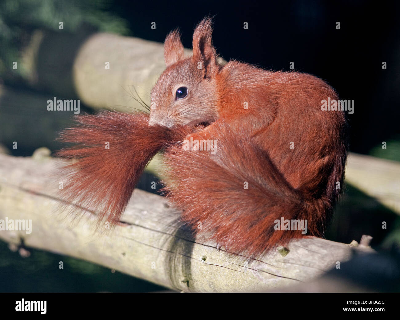 Europäische Eichhörnchen (Sciurus Vulgaris) Stockfoto