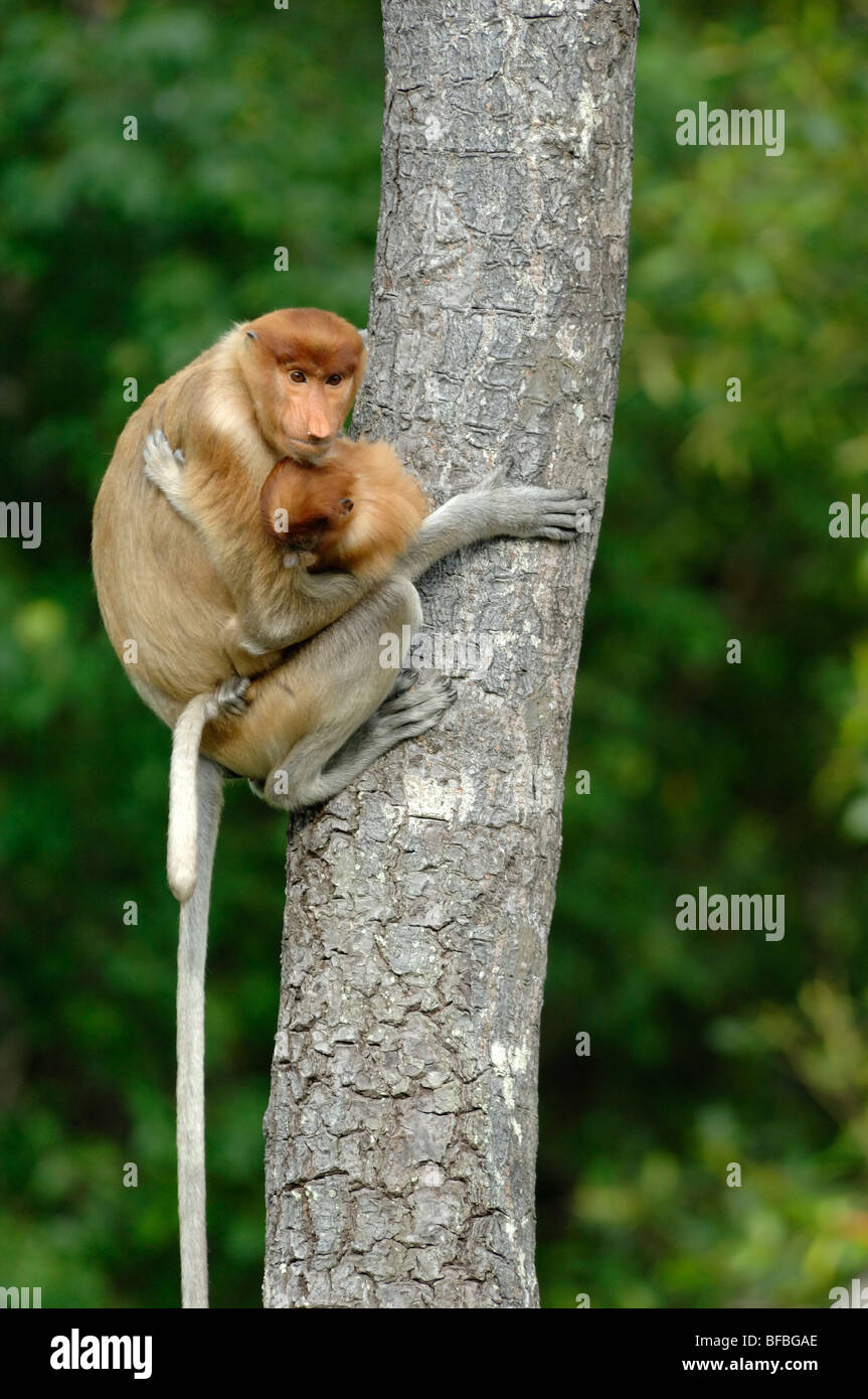 Proboscis Monkey (Nasalis Larvatus) weiblich oder & junge Klettern Mutterbaum, Labuk Bay Sanctuary, Sabah, Malaysia, Borneo Stockfoto
