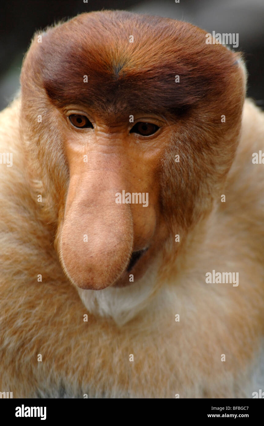 Proboscis Monkey (Nasalis larvatus) dominant oder Alpha Male Portrait mit riesiger Nase, Labuk Bay Sanctuary, Sabah, Malaysia, Borneo Stockfoto