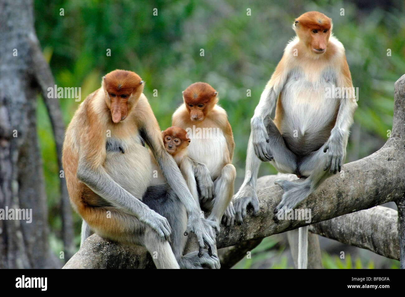 Familie Gruppe von Nasenaffen (Nasalis Larvatus) & junge Frauen sitzen auf Ästen, Labuk Bay, Sabah, Malaysia, Borneo Stockfoto