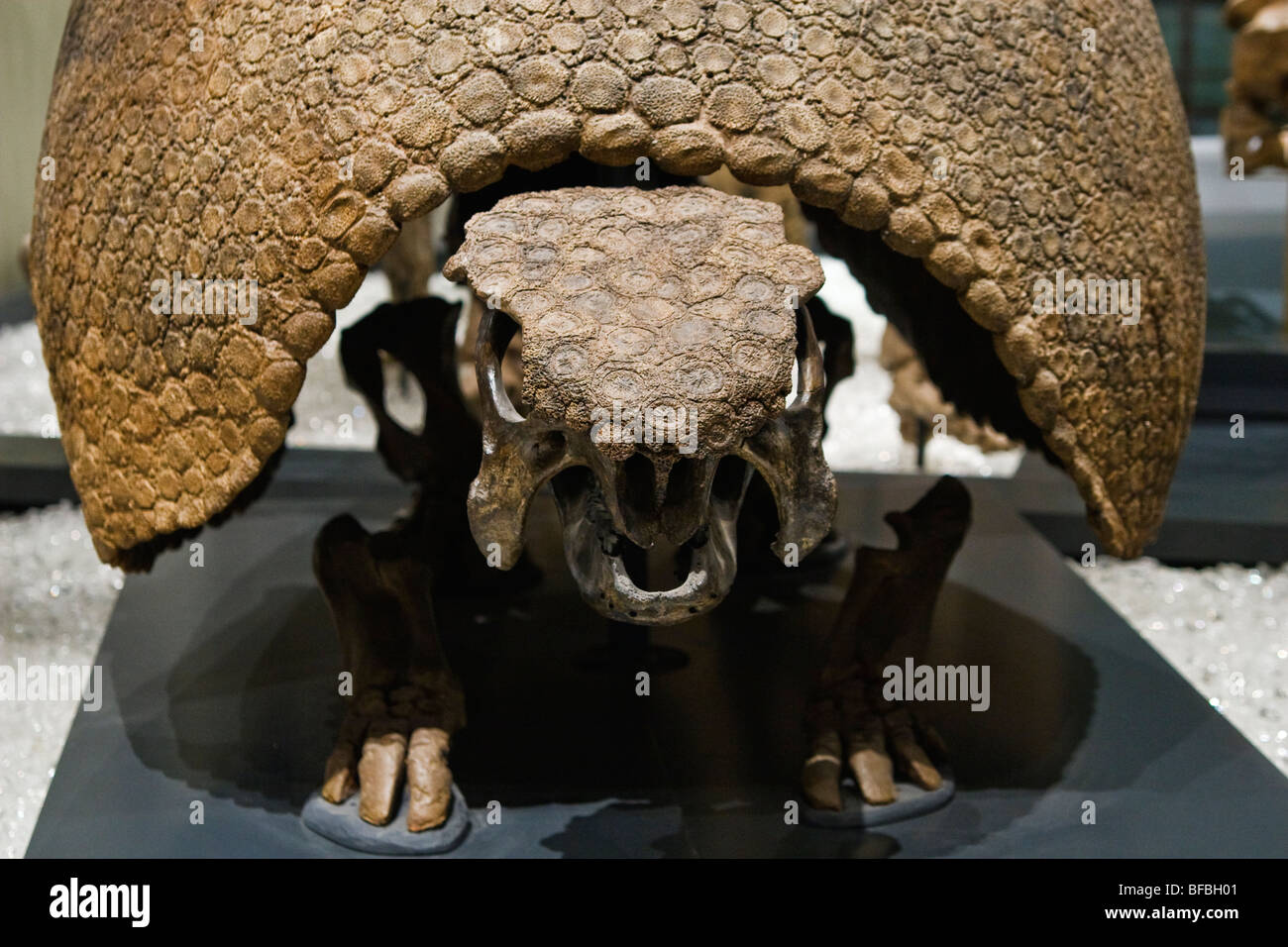 Gürteltier Skelett, Glyptodonten Clavipes, spät Pleistocene Epoche, 50.000 Jahre Stockfoto
