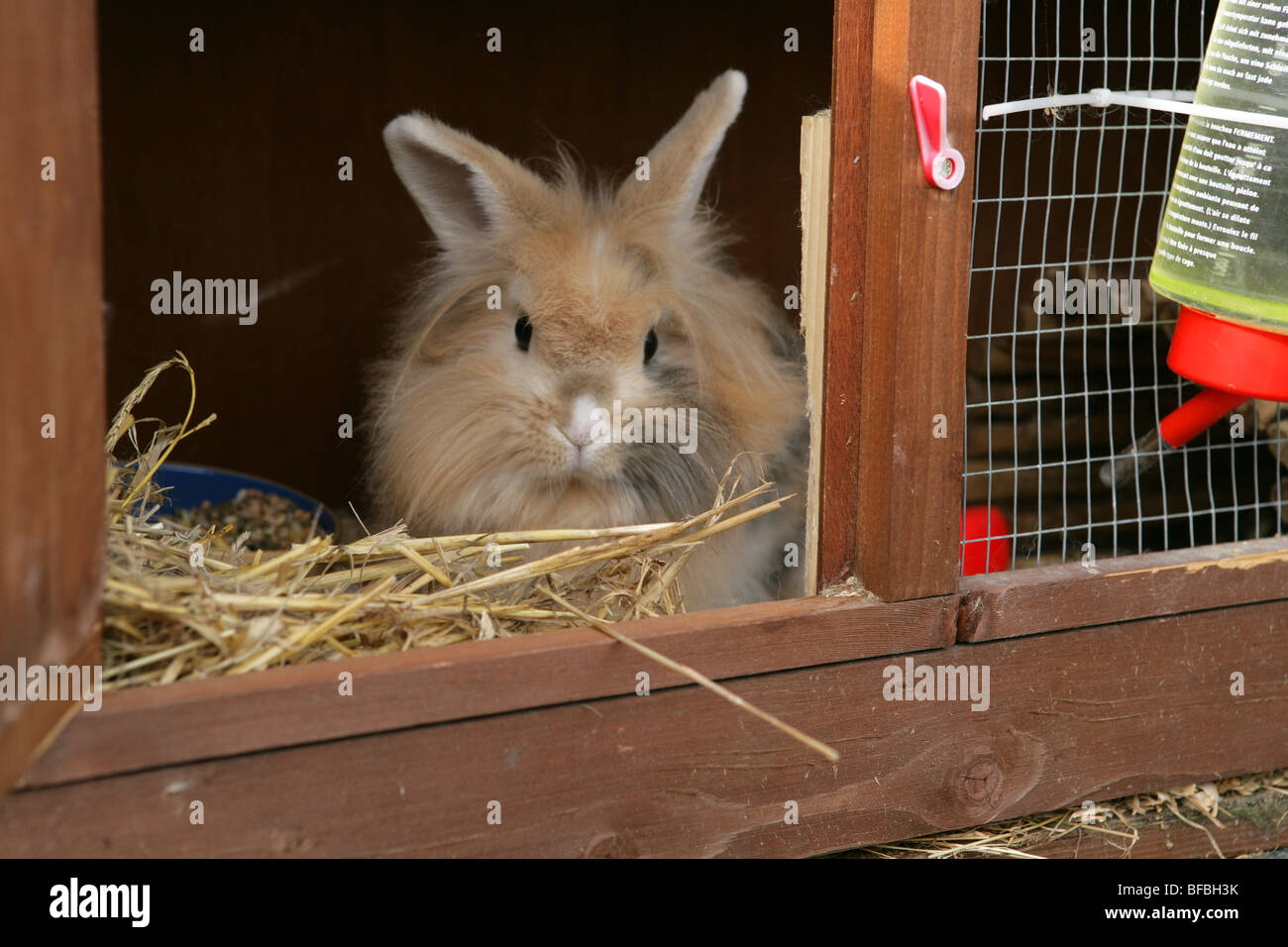 Kaninchenstall Stockfotos und -bilder Kaufen - Alamy