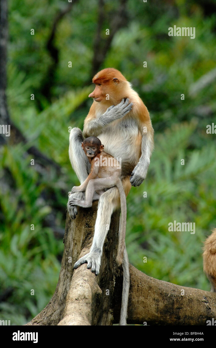 Proboscis Affen (Nasalis Larvatus) oder Langnasen-Affen-Kratzer, weibliches und blaues Baby, Labuk Bay, Sabah Malaysia Borneo Stockfoto
