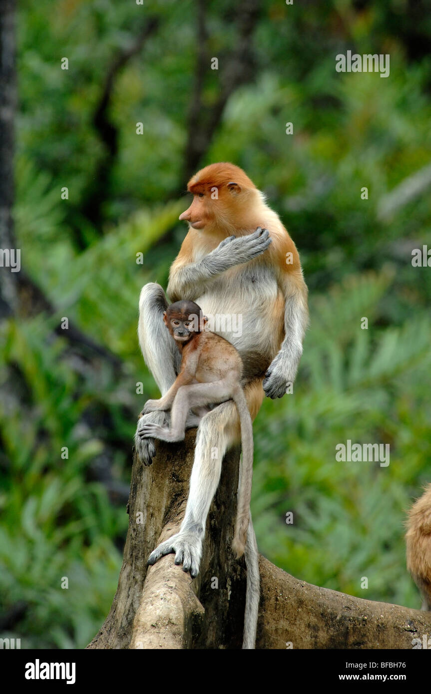 Proboscis Affen (Nasalis larvatus) oder Langnasen-Affen-Kratzer, weibliches und blaues Baby, Labuk Bay, Sabah, Malaysia Borneo Stockfoto