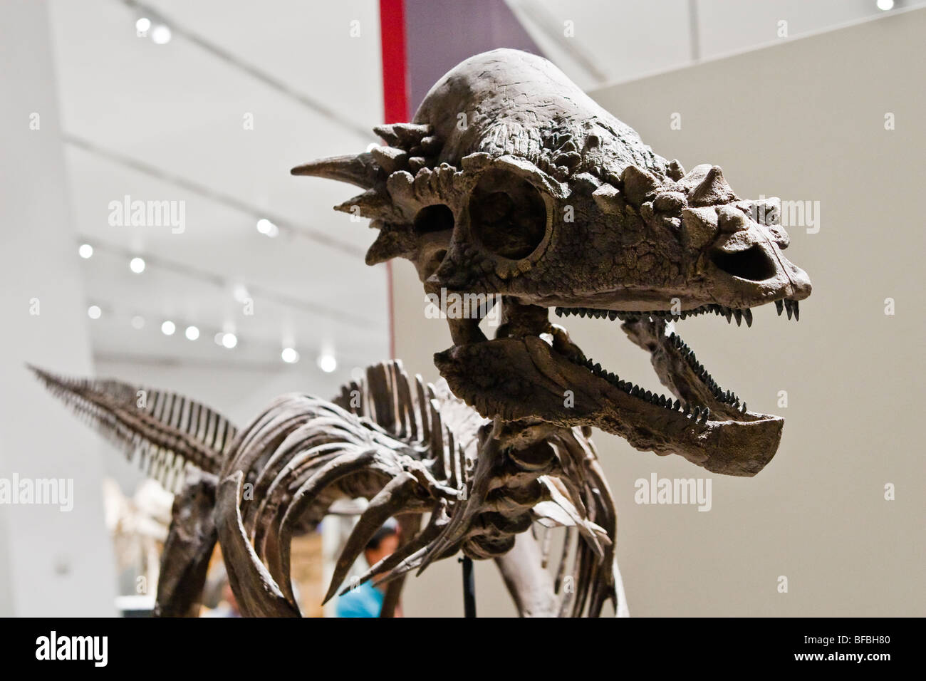 Pachycephalosaurus SP. ("unter der Leitung von dicken Eidechse") Skelett im Royal Ontario Museum Stockfoto
