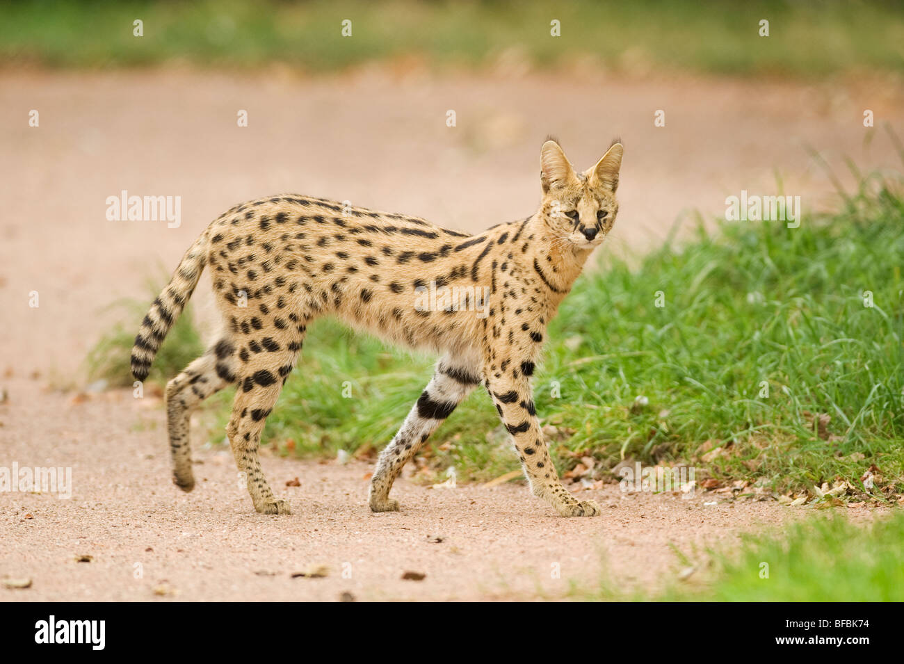 Serval (Leptailurus Serval) gefangen Stockfoto