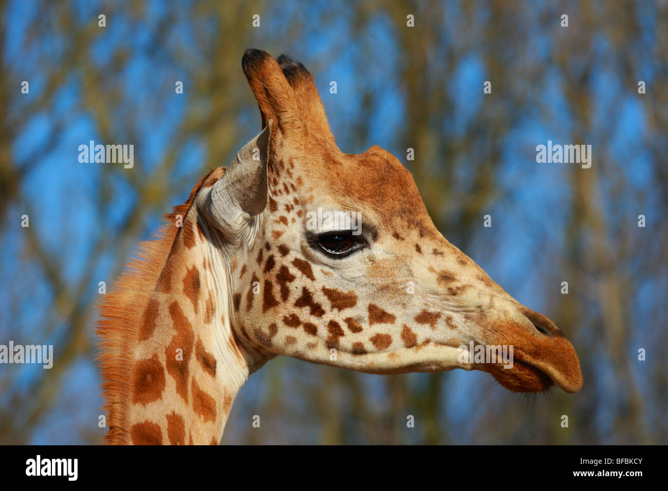 Giraffe Stockfoto