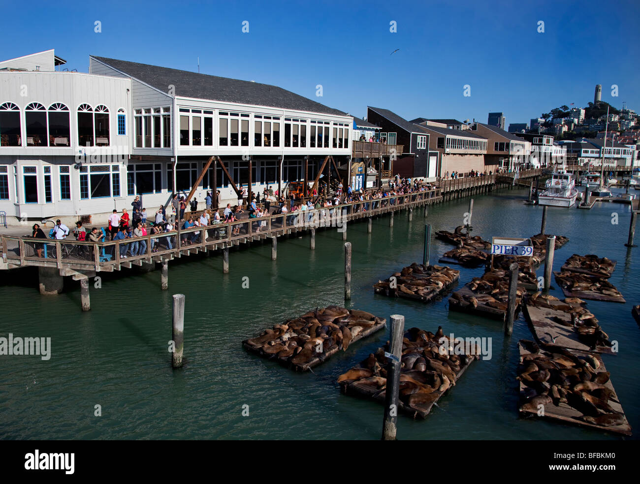 San Francisco das Pier 39 Seehunde Stockfoto