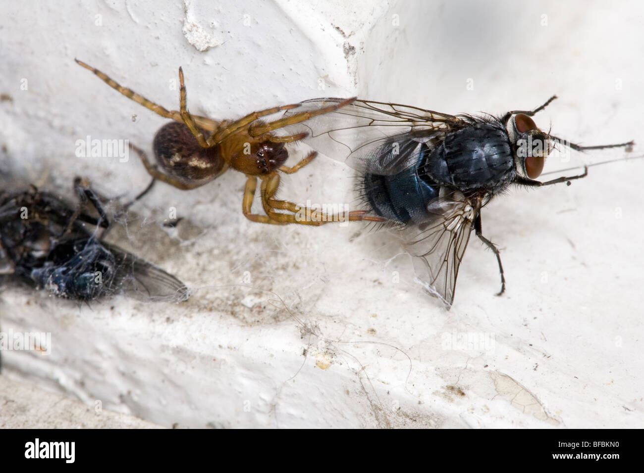 Eine gemeinsame Haus Spinne (Tegenaria Domestica) fangen eine Stubenfliege (Musca Domestica) und ziehen es wieder in eine Ebene. Stockfoto