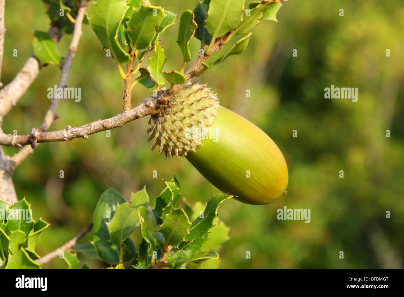 Kermes-Eiche Natur, Berg in der Nähe von Kalamaki. Zante Griechenland 2009 Stockfoto