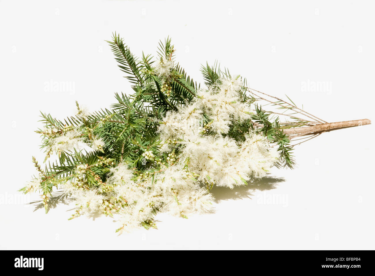 Melaleuca Alternifolia Blüten auf weißem Hintergrund Stockfoto