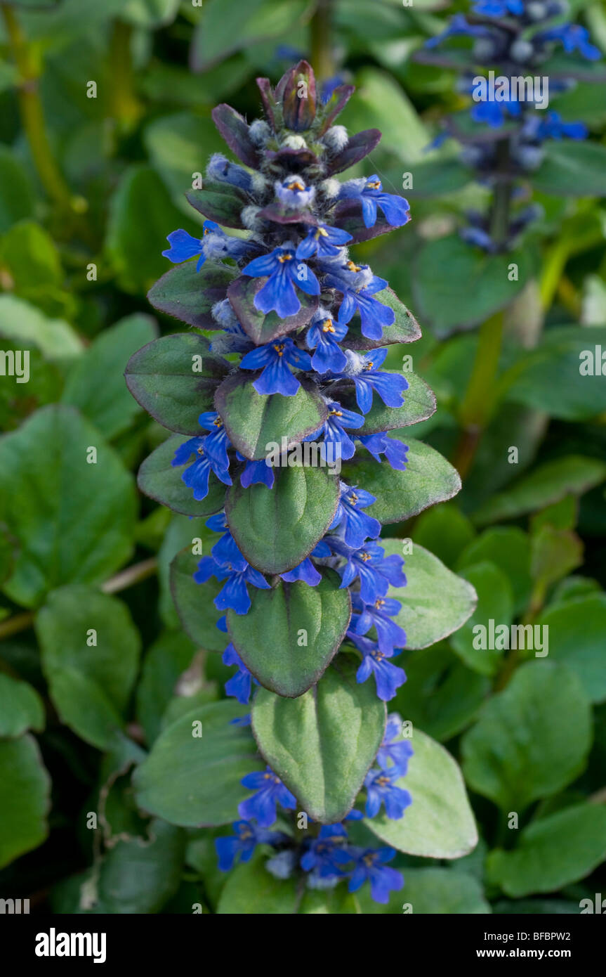 Signalhorn Blume, Ajuga Reptans in Blüte Stockfoto