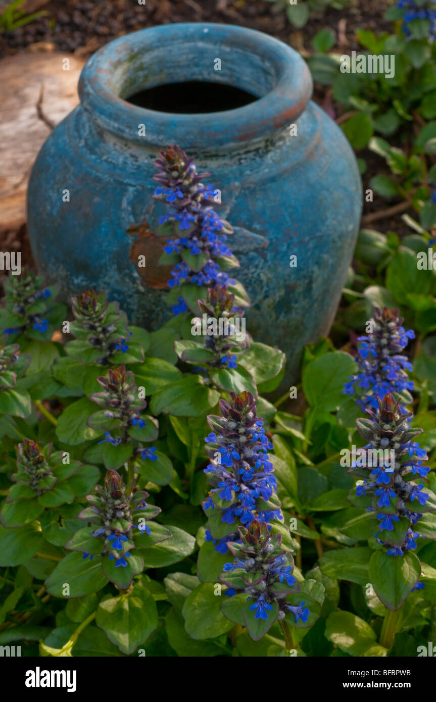 Signalhorn Blume, Ajuga Reptans in Blüte farblich akzentuiert durch einen blauen Topf Stockfoto