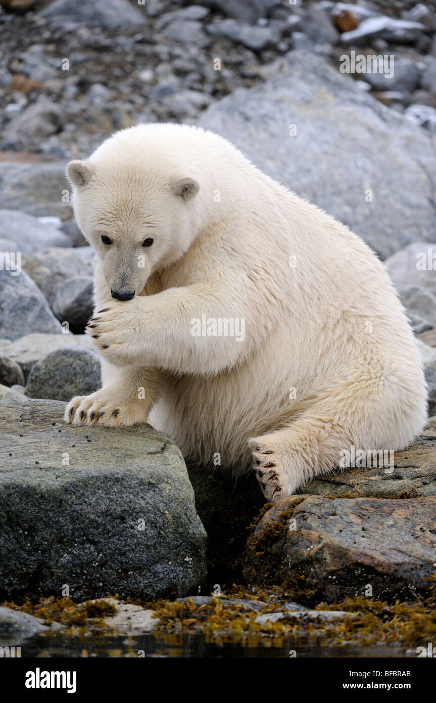 Eisbär (Ursus Maritimus) Stockfoto