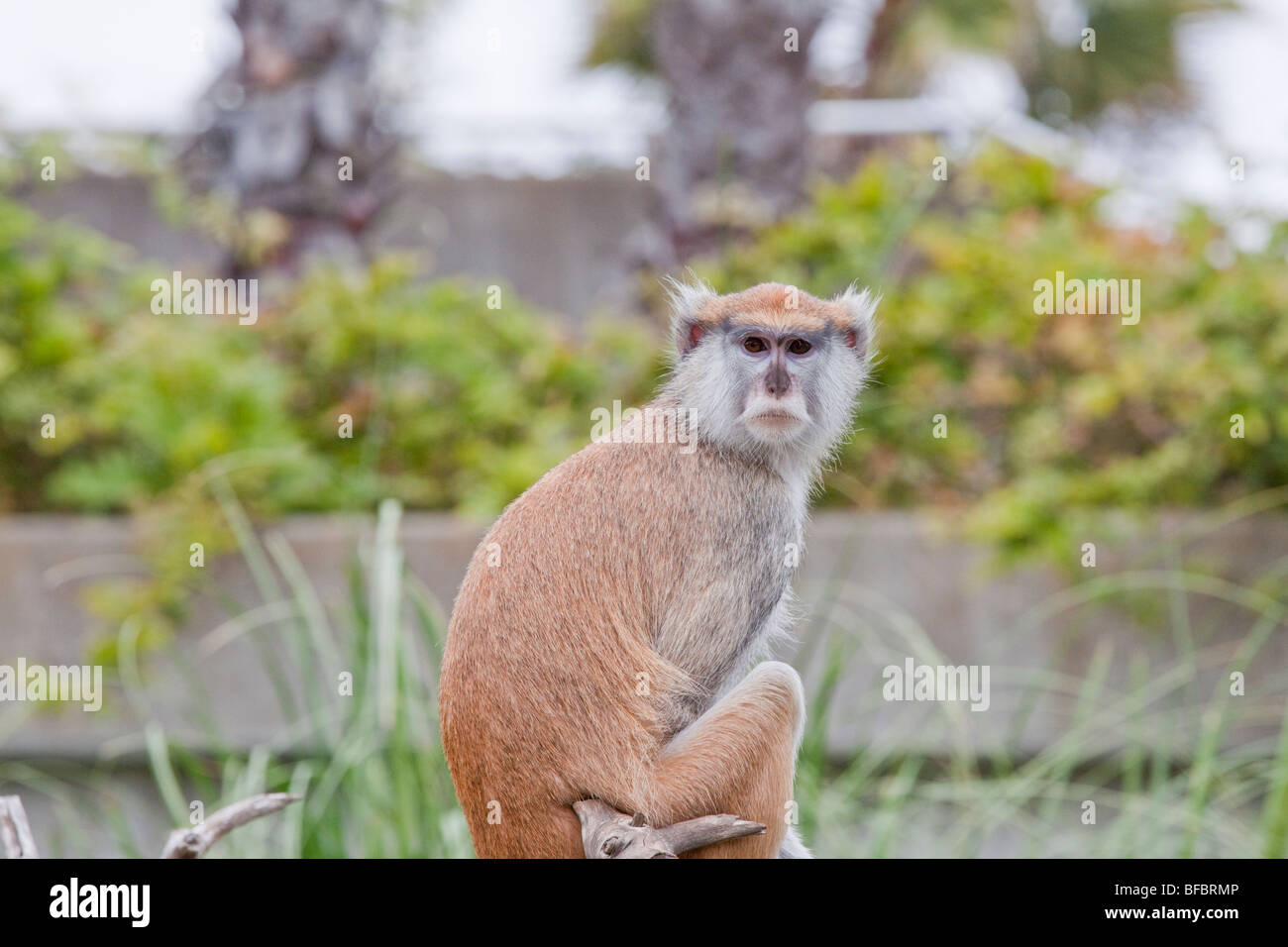 Patas Affe Stockfoto