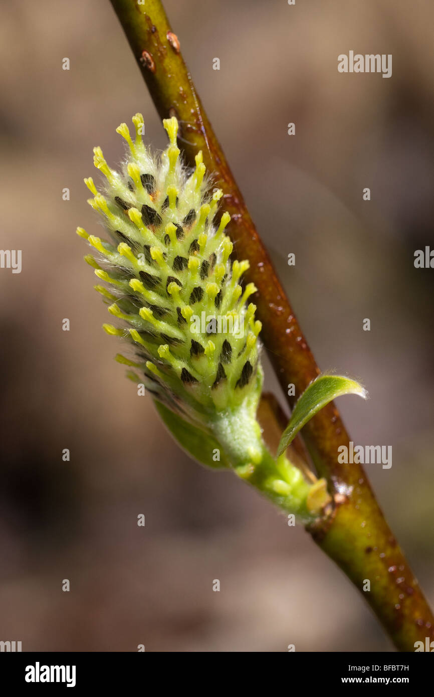 Dunkel-leaved Weide Salix Mrysinifolia, weiblichen Kätzchen Stockfoto
