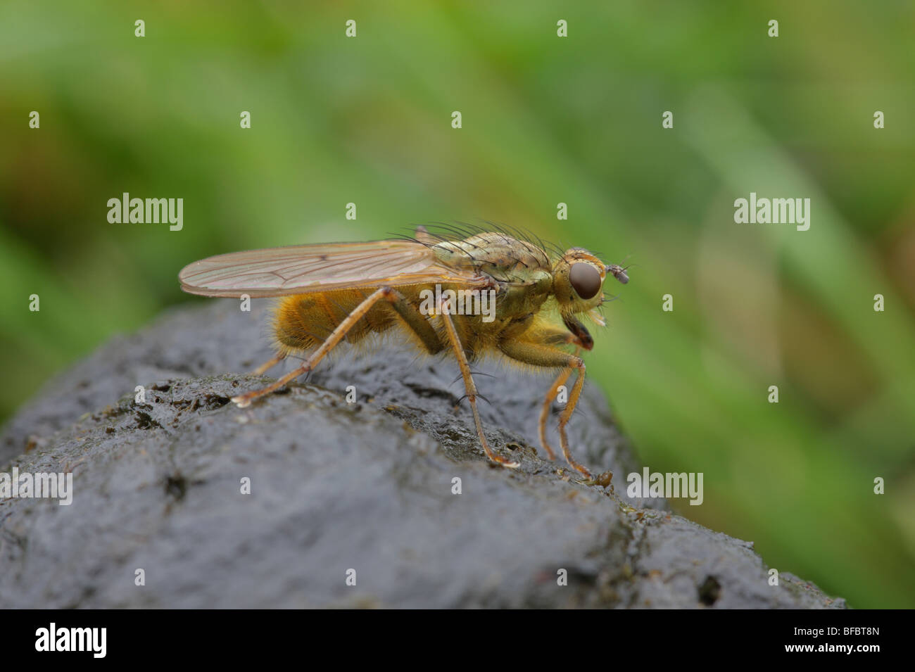 Gelbe Dung Fly - Scathophaga stercoraria Stockfoto
