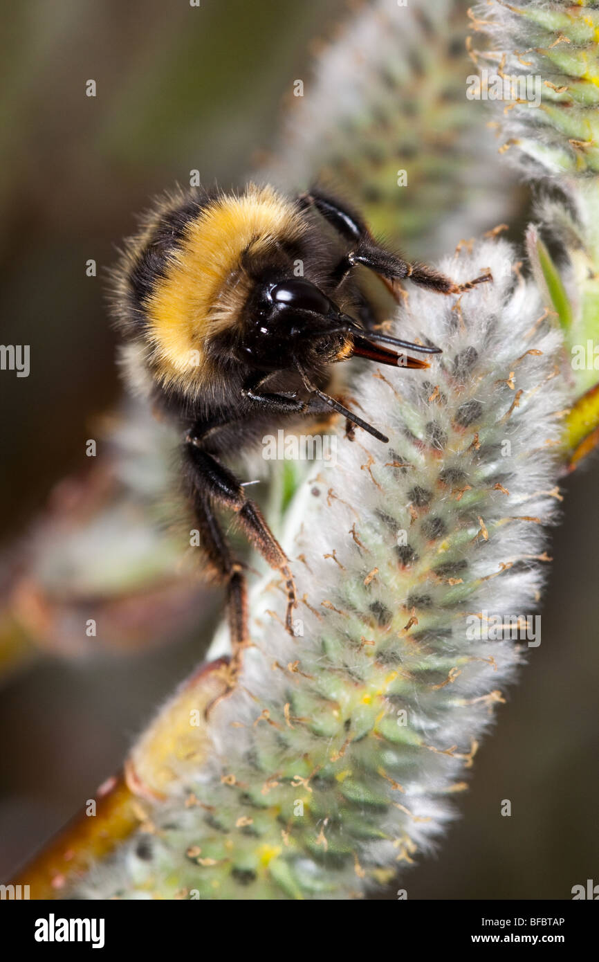 Heide Hummel, Bombus Jonellus auf Downy Willow catkin Stockfoto
