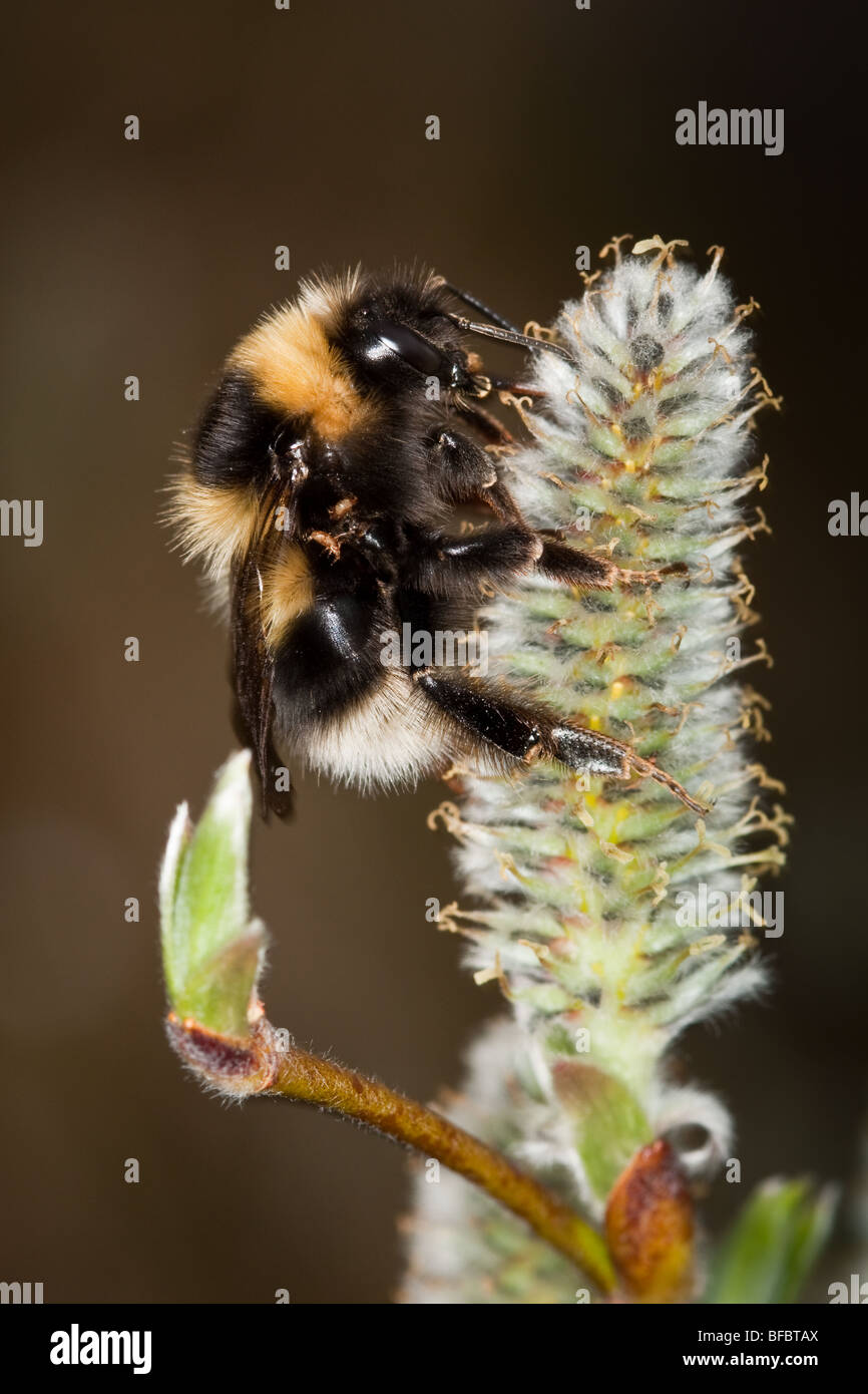 Heide Hummel, Bombus Jonellus auf Downy Willow catkin Stockfoto