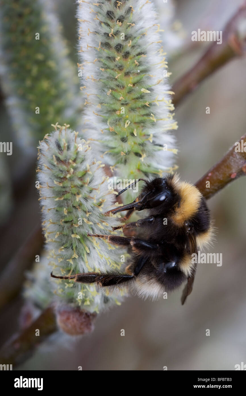 Heide Hummel, Bombus Jonellus auf Downy Willow catkin Stockfoto