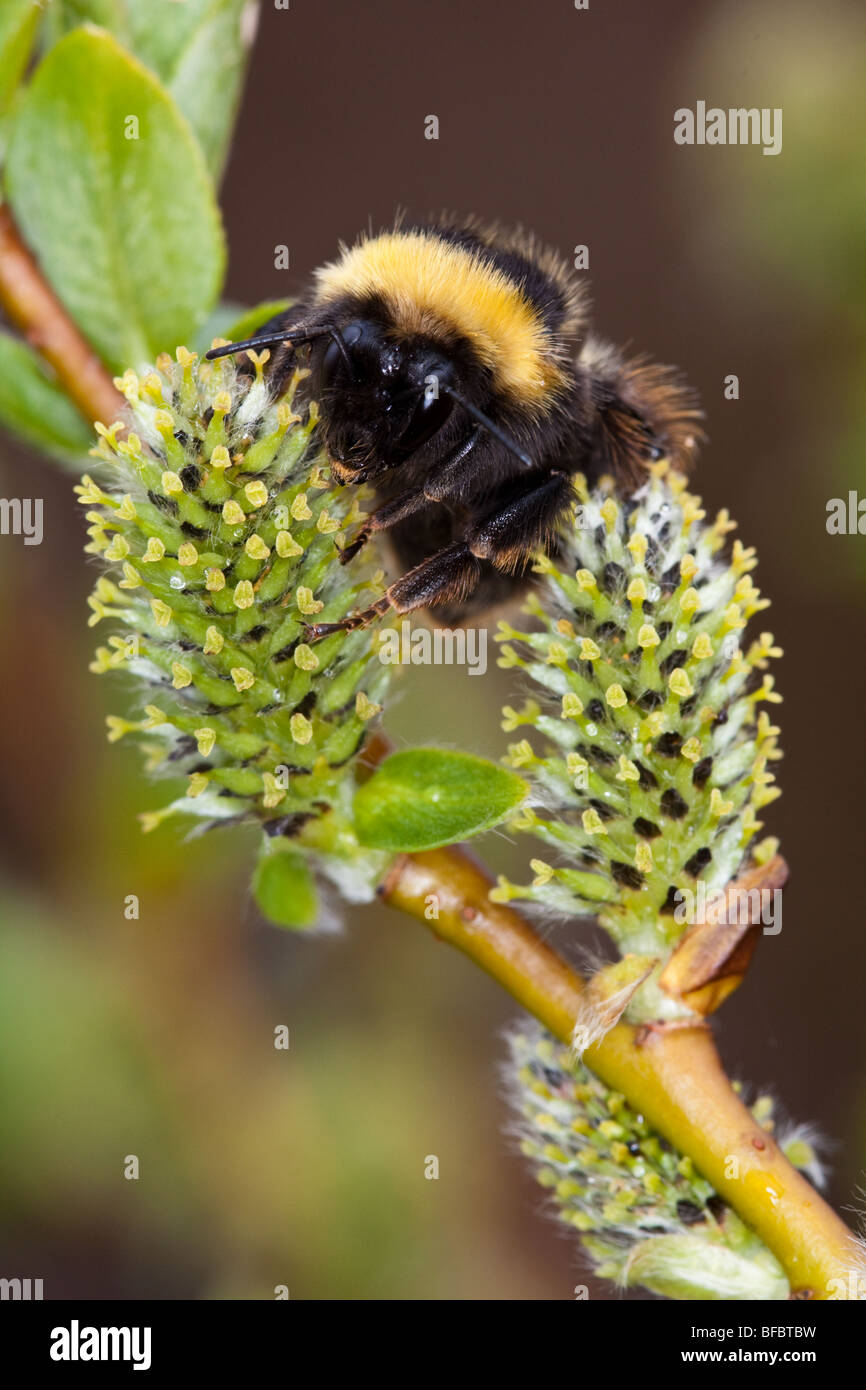 Heide Hummel, Bombus Jonellus auf Tee-leaved Willow catkin Stockfoto