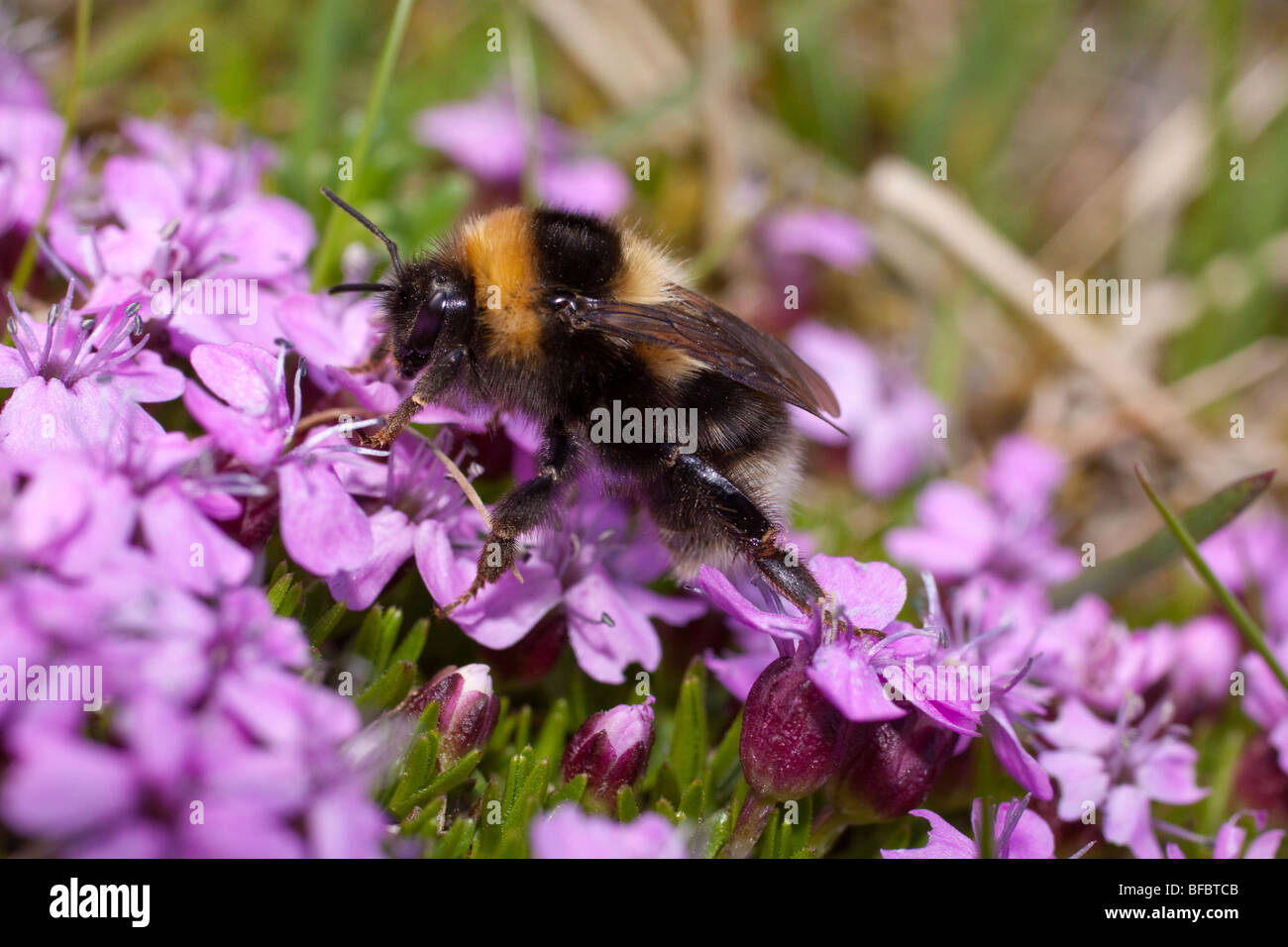 Heide Hummel, Bombus Jonellus Fütterung auf Moss Campion, Silene acaulis Stockfoto