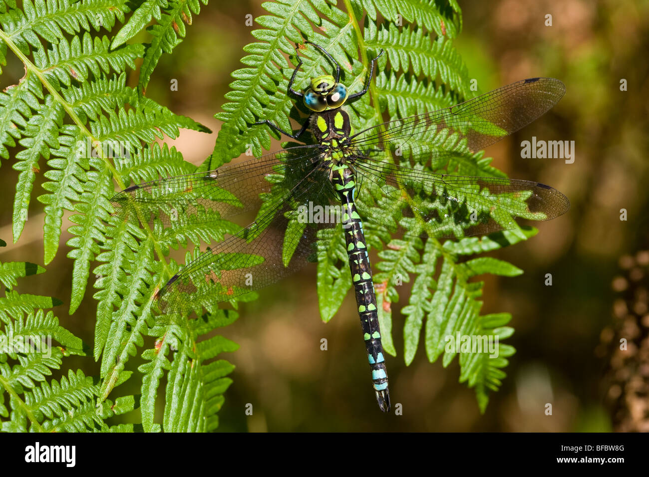 Südlichen Hawker Libelle, Aeshna cyanea Stockfoto